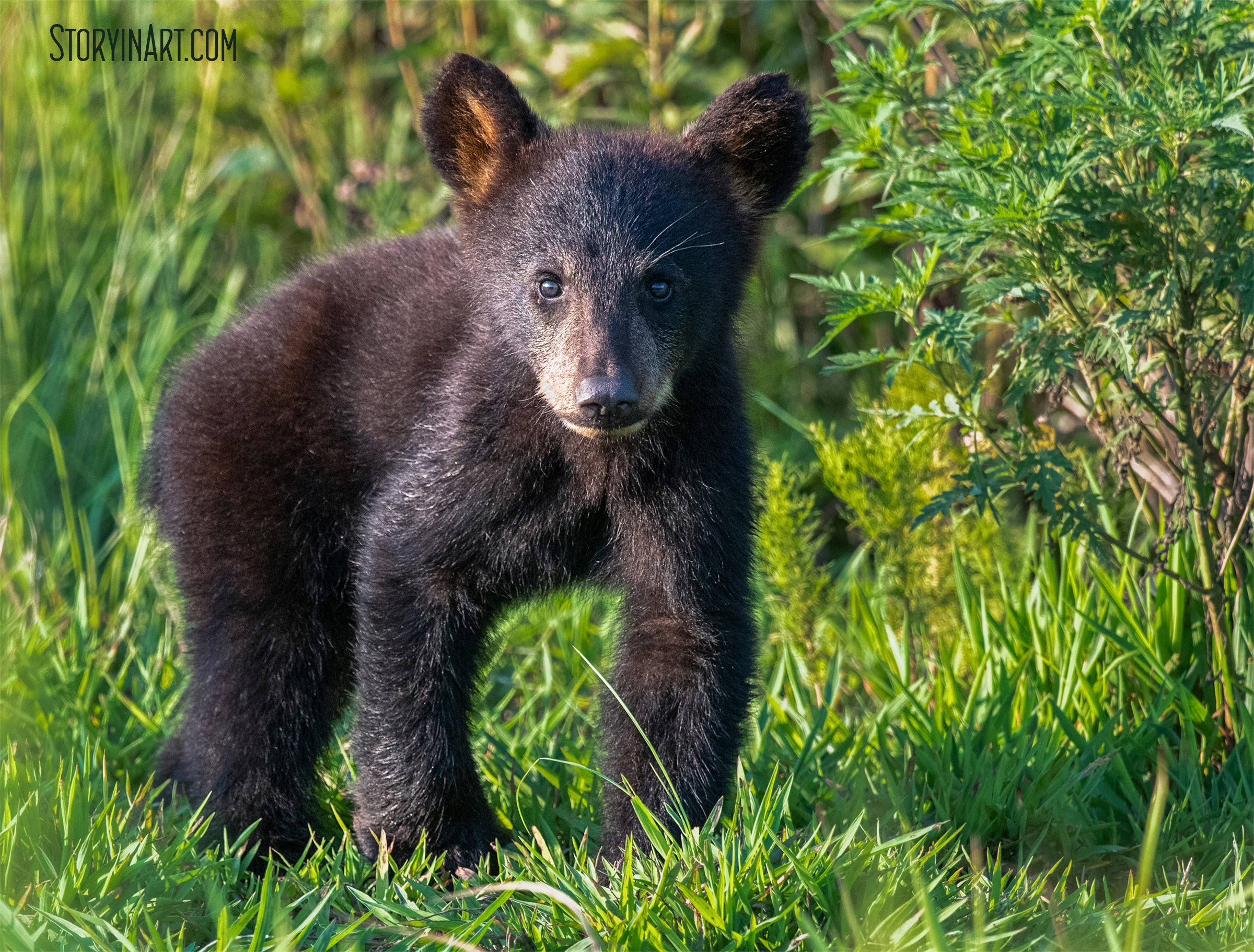 Baby Bear Cub Staring at Me