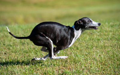 How My Italian Greyhound Helped Me Exceed My Weight Loss Goal