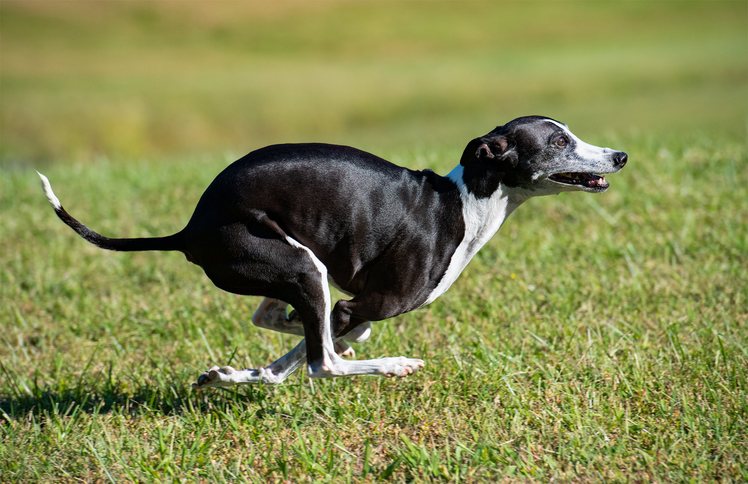 Zeppelin (Italian Greyhound) Mid Stride Sprinting