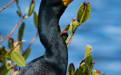 The Beauty of a Cormorant